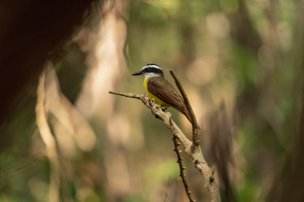 Fotografía de fauna por Mike Díaz en el Área de Conservación Kekén, “Complejo de granjas Kinchil”, Yucatán. Luis Bienteveo, Pitangus sulphuratus