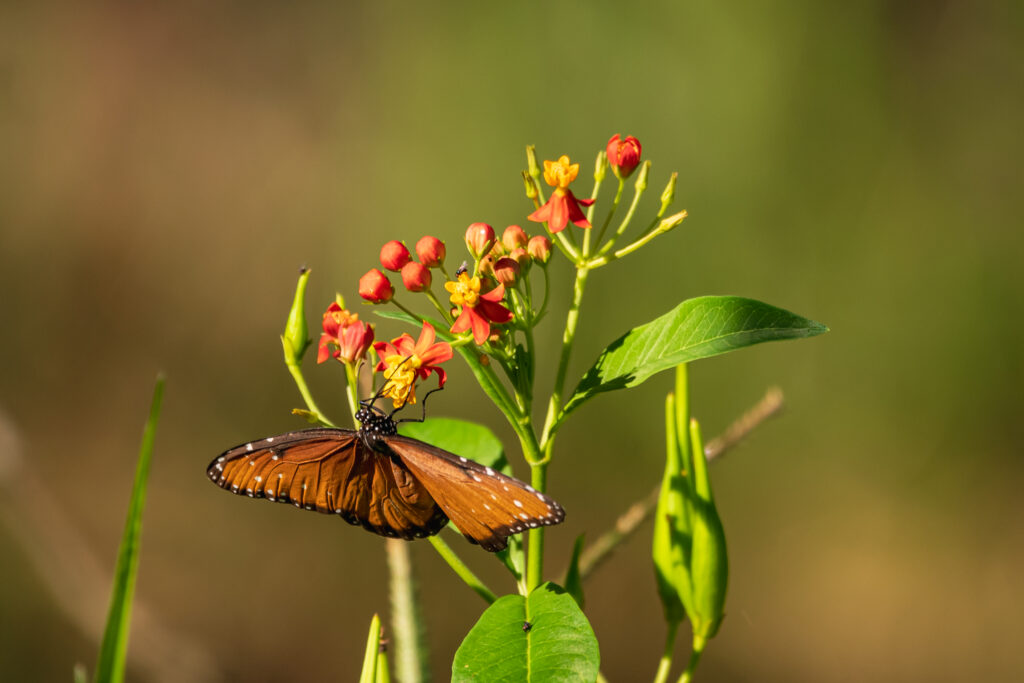 Fotografía de fauna por Mike Díaz en el Área de Conservación Kekén, “Complejo de granjas Kinchil”, Yucatán. Mariposa reina, Danaus gilippus.